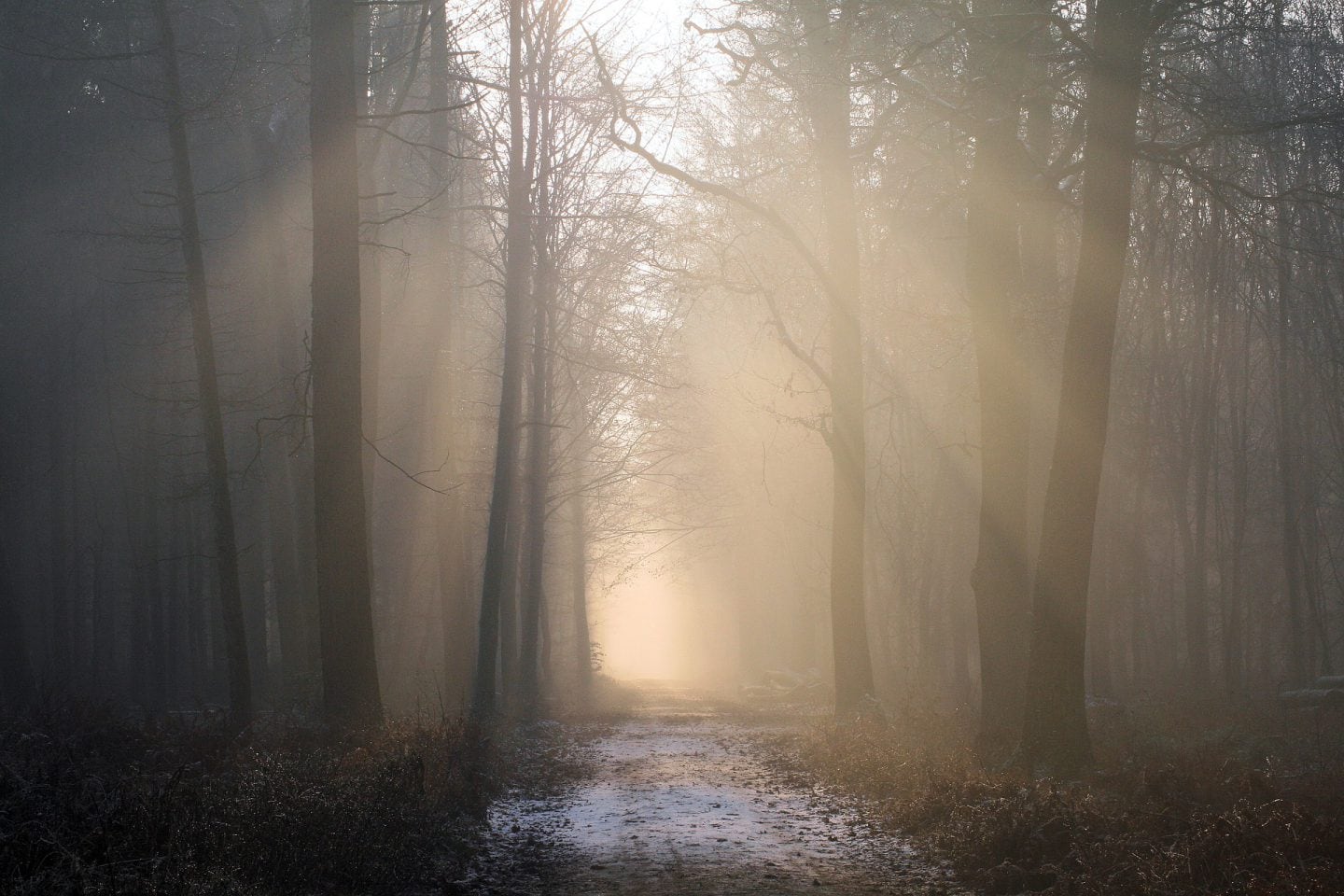 7 Tage 7 Stories | Waldspaziergang und Musik